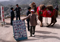 Great Wall: Photo Llama